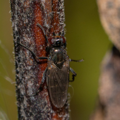 Limosininae