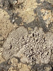 Pertusaria