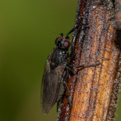 Limosininae