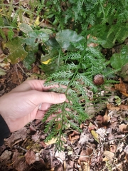 Asplenium rutifolium