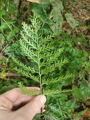 Asplenium rutifolium