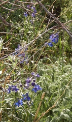 Delphinium nuttallianum