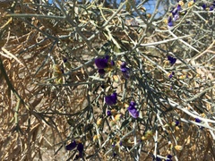 Psorothamnus spinosus