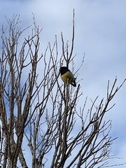 Petroica macrocephala macrocephala