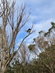 Petroica macrocephala macrocephala