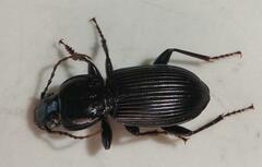 Pterostichus stygicus