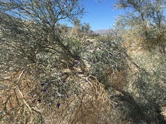 Psorothamnus spinosus