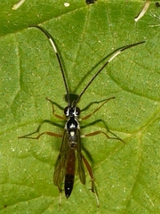 Ischnus inquisitorius