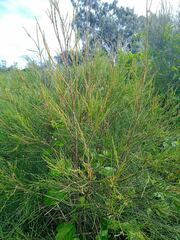 Casuarina collina