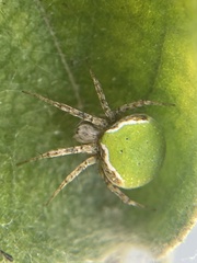 Araneus detrimentosus