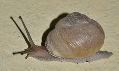 Zachrysia provisoria