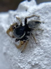 Phidippus arizonensis