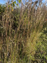 Andropogon virginicus