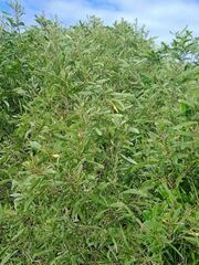 Acacia spirorbis