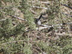 Polioptila