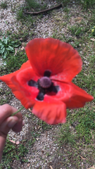 Papaver rhoeas
