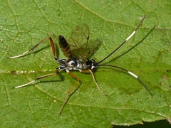 Ischnus inquisitorius