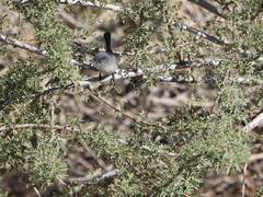 Polioptila