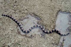 Laticauda saintgironsi