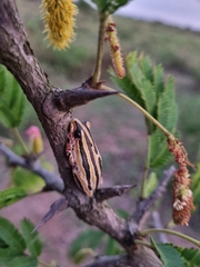 Hyperolius marmoratus taeniatus