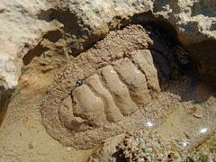 Acanthopleura gemmata