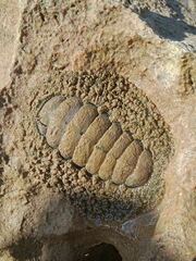 Acanthopleura gemmata