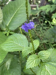 Stachytarpheta cayennensis