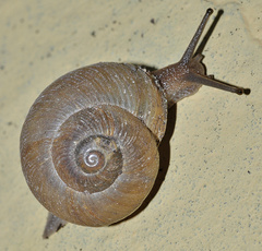 Zachrysia provisoria