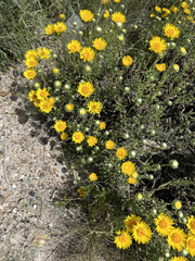 Grindelia chiloensis