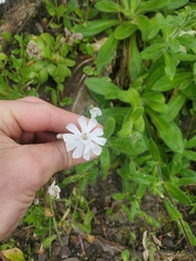 Silene undulata