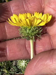 Grindelia chiloensis