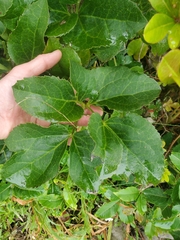 Knowltonia vesicatoria