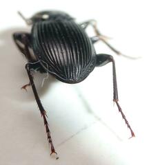 Pterostichus stygicus