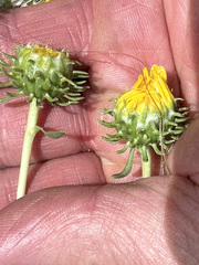 Grindelia chiloensis