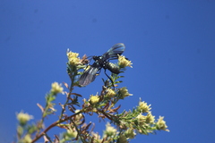 Macrocneme chrysitis