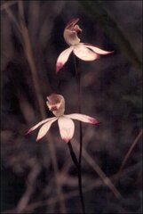 Caladenia gracilis