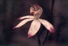 Caladenia gracilis