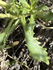 Grindelia chiloensis