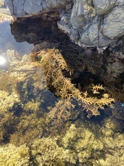 Carpophyllum maschalocarpum