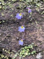 Utricularia striatula