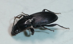 Pterostichus stygicus