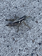 Paraidemona