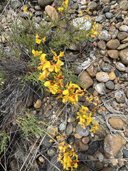 Caesalpinieae