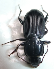 Pterostichus stygicus