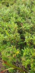 Corokia buddleioides