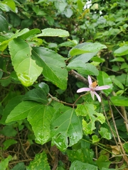 Grewia occidentalis occidentalis