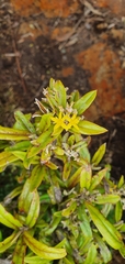 Corokia buddleioides
