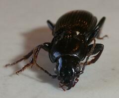 Pterostichus stygicus