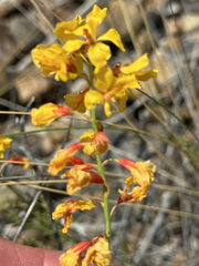Caesalpinieae