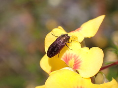 Diphucrania